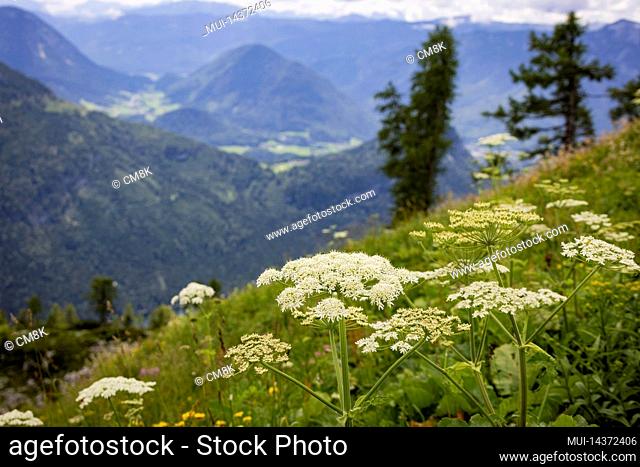 Typical panoramic view in the Austrian Alps with mountains and fir trees, Mount Loser Altaussee