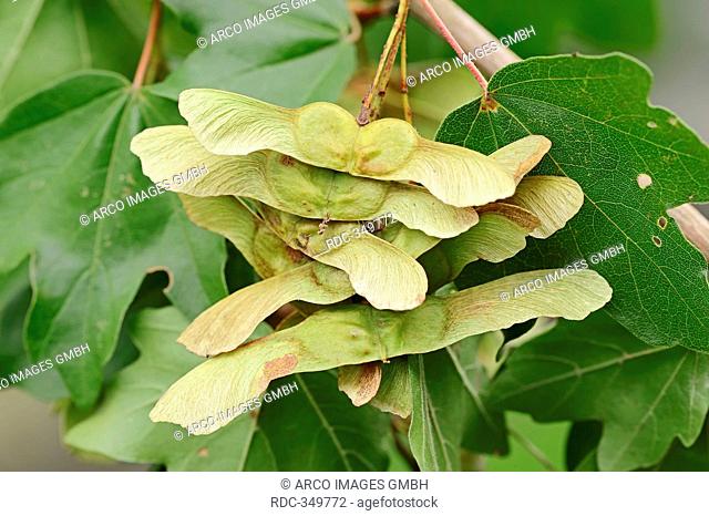 Field Maple with fruit, North Rhine-Westphalia, Germany / Acer campestre / Hedge Maple