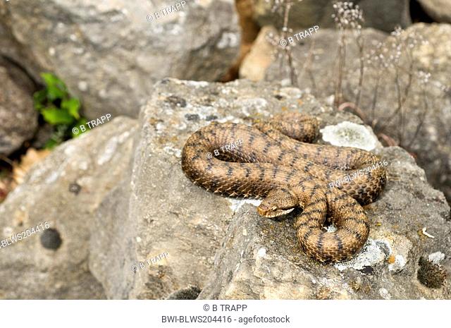 asp viper, aspic viper Vipera aspis, on stone, lurks for prey, Switzerland, Schweizer Jura, Neuenburger See