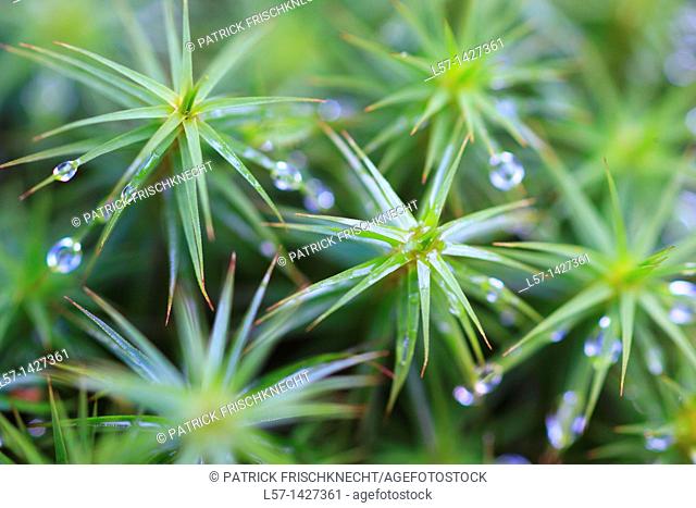 Star Moss, Haircap moss, hair moss Frauenhaarmoos, Polytrichum formosum, Cairngorms NP, Scotland