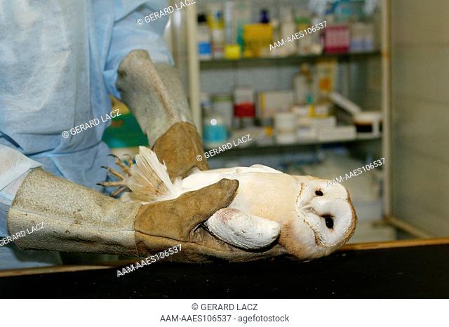 Vet with Barn Owl, tyto alba at 'La Dame Blanche', a Wildlife Protection Center in Normandy
