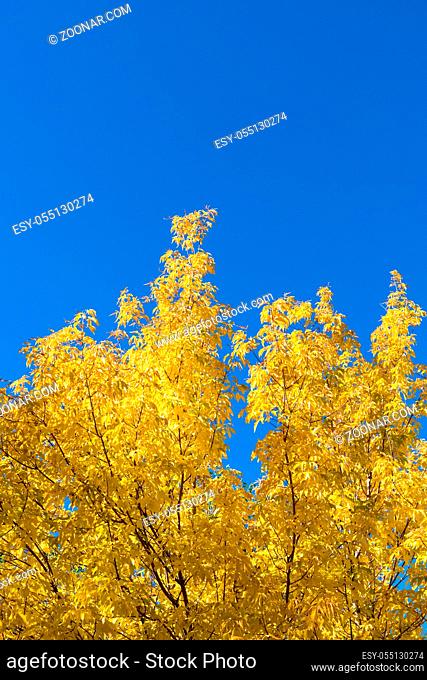 autumn leaves against a blue sky