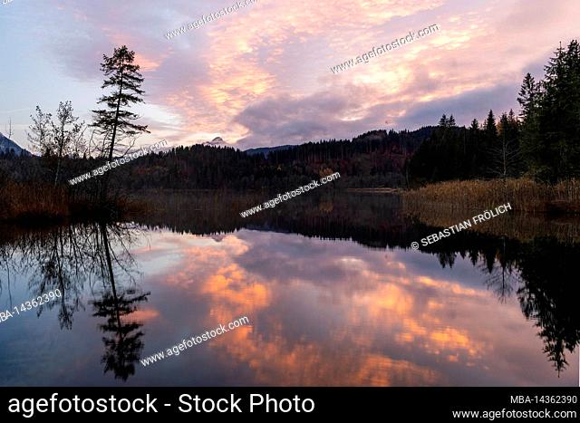 The colors of the sunset on the shore of the Barmsee with dominant spruce tree and in the background the Wetterstein mountains in cloudy mood