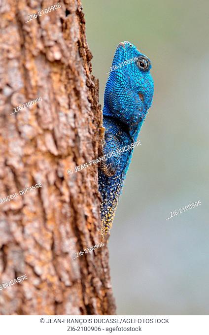 Southern Tree Agama, Blue-throated Agama, Acanthocercus atricollis, on a tree trunk, Kruger National Park, South Africa
