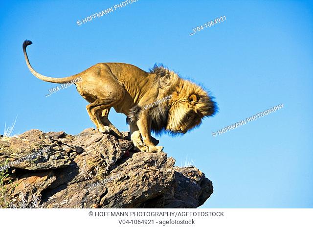 A male lion (Panthera leo) standing on top of a cliff in Namibia, Africa