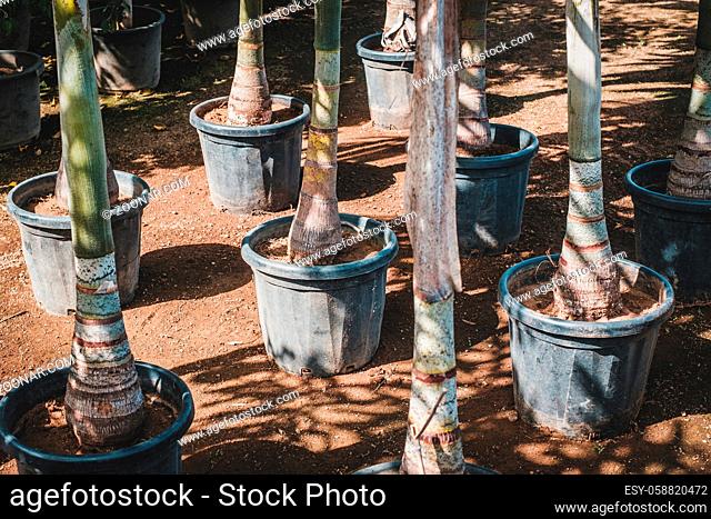 palm trees in pots in tree nursery or garden store -