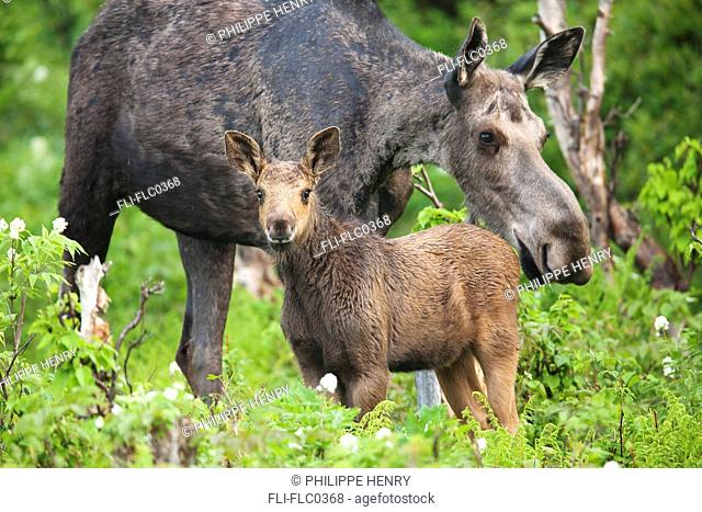 Female and a three weeks old moose standing in a forested area, Gaspesie National Park, Quebec, Canada
