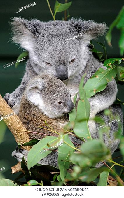 Koala (Phascolarctos cinereus), mother with young, Queensland, Australia