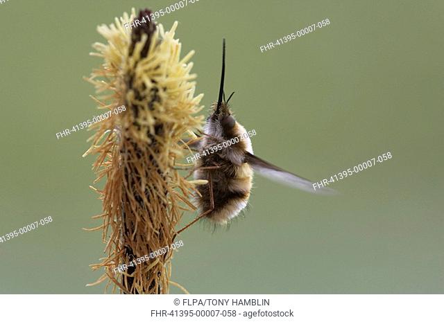 Bee-fly Bombylius major adult, showing long probosis, Warwickshire, England, spring