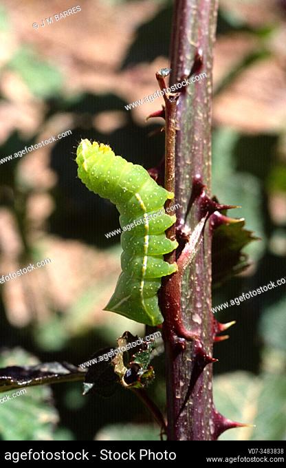 Copper pyramidea (Amphipyra pyramidea), caterpillar. This moth is native to Eurasia, northern Africa and North America