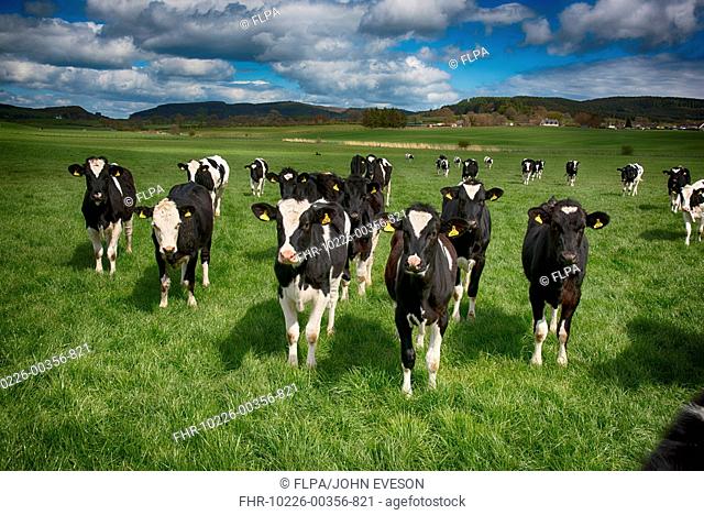 Domestic Cattle, Holstein Friesian dairy heifers, herd standing in pasture, Dumfries, Dumfries and Galloway, Scotland, May