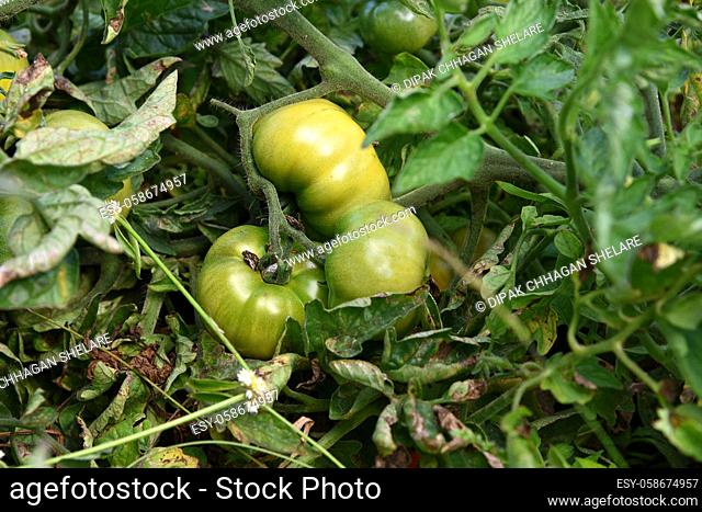 Fresh tomato plant in organic farm