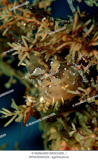 Sargassum frogfish, Histrio histrio, Pacific ocean, Papua New Guinea