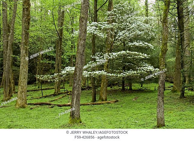 Dogwood Tree, Spring, Cades Cove, Great Smoky Mountains National Park, Tennessee, USA