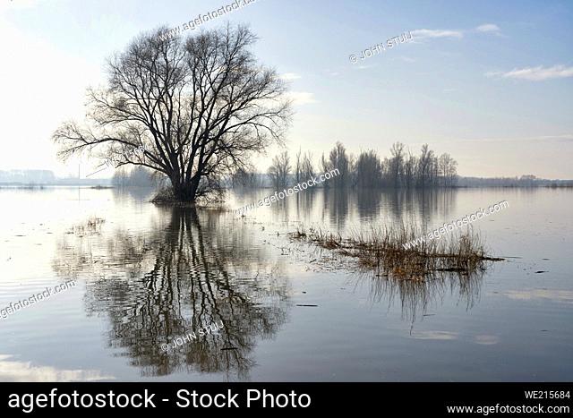 Flooded foreland along the river Waal close to the Dutch village Ochten