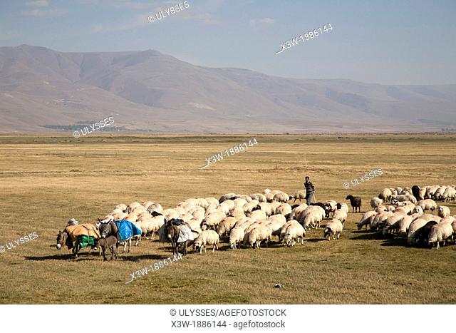 flock of sheep, highland to the west od erzurum, eastern anatolia, turkey, asia