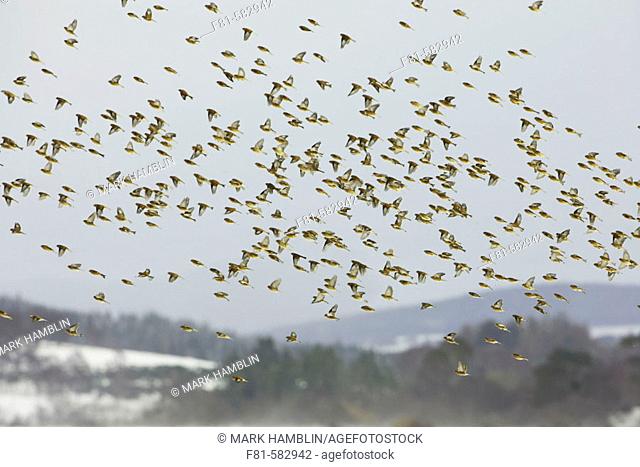 Twite (Carduelis flavirostris) large flock in flight. Cairngorms National Park. Scotland. February 2006