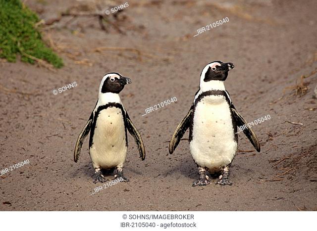African Penguins, Black-footed Penguin or Jackass Penguin (Spheniscus demersus), pair, walking on the beach, Betty's Bay, South Africa, Africa
