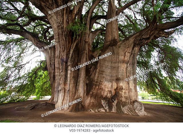 Tule Tree at Oaxaca, Mexico: The biggest tree of the world