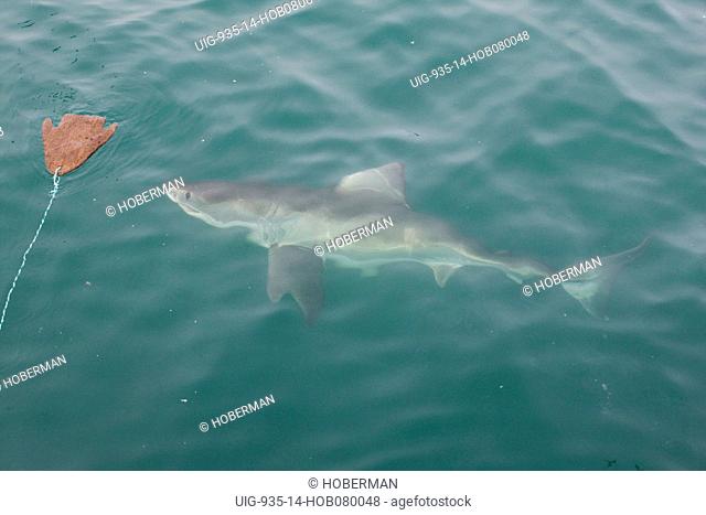 Great White Shark in Shark Alley, Dyer Island, Gansbaai, Western Cape