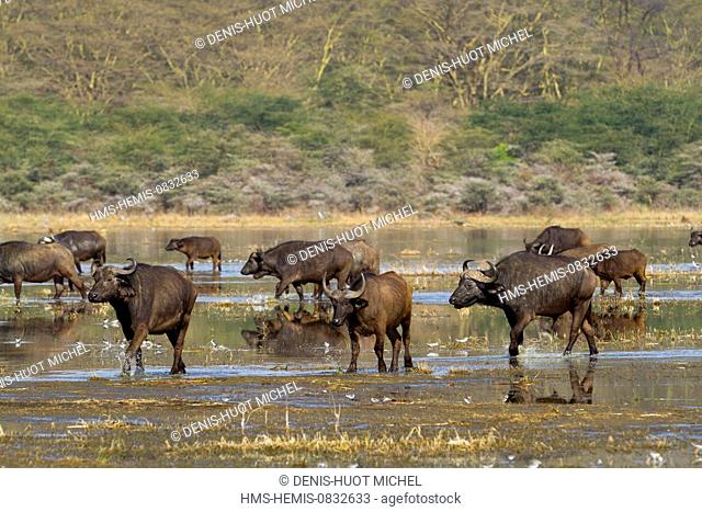 Kenya, Rift Valley, Nakuru National Park, buffaloes (Syncerus caffer), group walking along the Lake