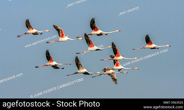 Greater flamingoes, Phoenicopterus roseus, flying