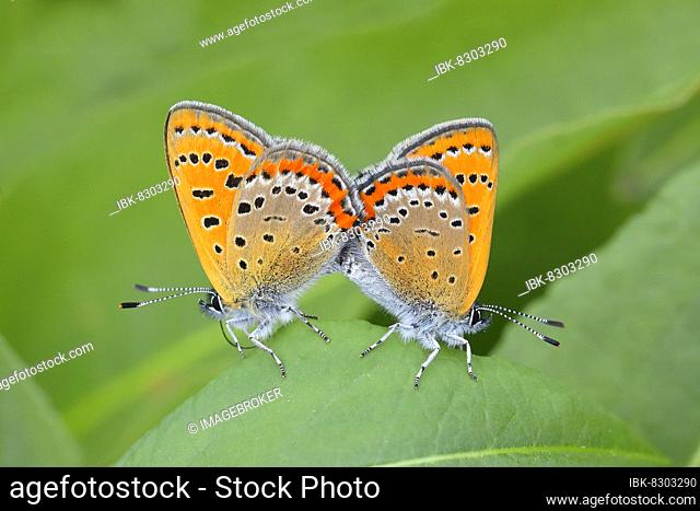 Blue iris fire butterfly (Lycaena helle), mating on leaf of a meadow plant, Red List BRD: 2 (critically endangered), North Rhine-Westphalia, Germany, Europe