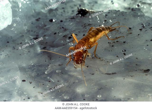 Grylloblatta sp., rare Snowfield foraging Insect, preys on dead Aerial Plankton, Rainier N.P., Washington. ice