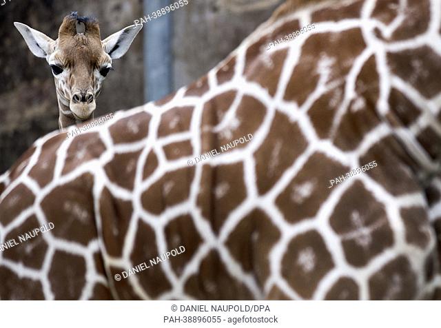 A young, yet unnamed, giraffe bull stands behind another giraffe at Duisburg Zoo in Duisburg, Germany, 19 April 2013. The six week old young giraffe ventured...