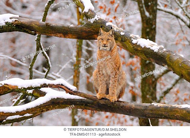 lynx on tree in wintertime