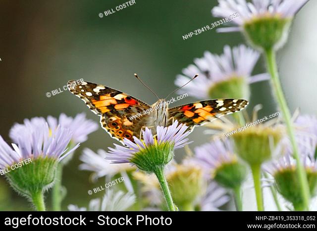 Painted Lady Butterfly - feeding on Erigeron Daisy Venessa cardui Essex, UK IN001254