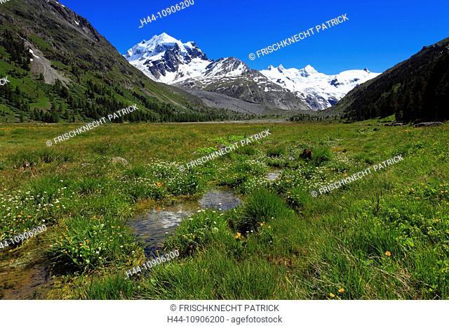 Alps, creek, brook, mountain, mountain panorama, mountain flowers, mountains, mountain flora, mountain spring, mountain panorama, Bernina, flower, flowers, ice