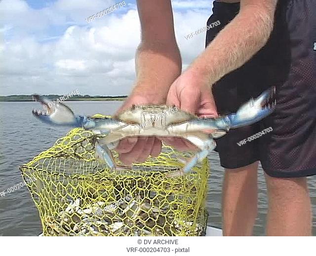 A person holds up a freshly caught crab for a close-up