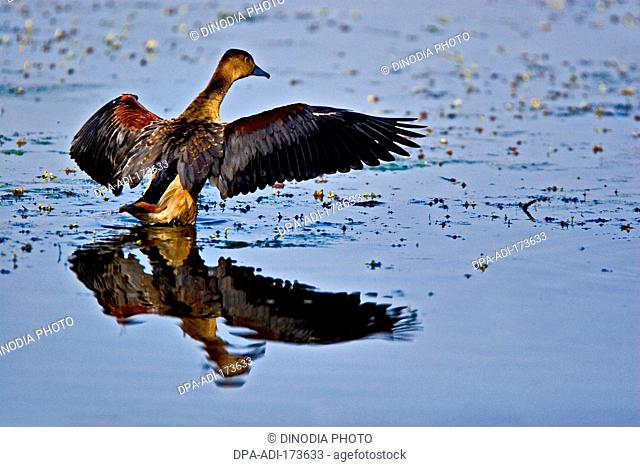 Lesser whistling duck dendrocygna javanica or lesser whistling teal drying wings in water , Ranthambore national park , Rajasthan , India