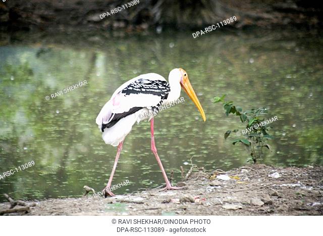 Bird ; Painted Stork in zoo ; Calcutta now Kolkata ; West Bengal ; India