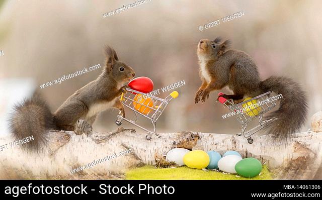 close up of red squirrels on two shopping cart with eggs