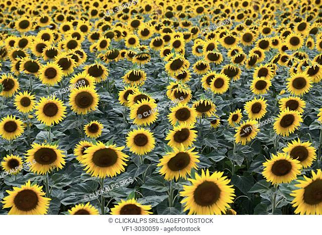 A field of sunflower in bloom, Piacenza, Emilia Romagna