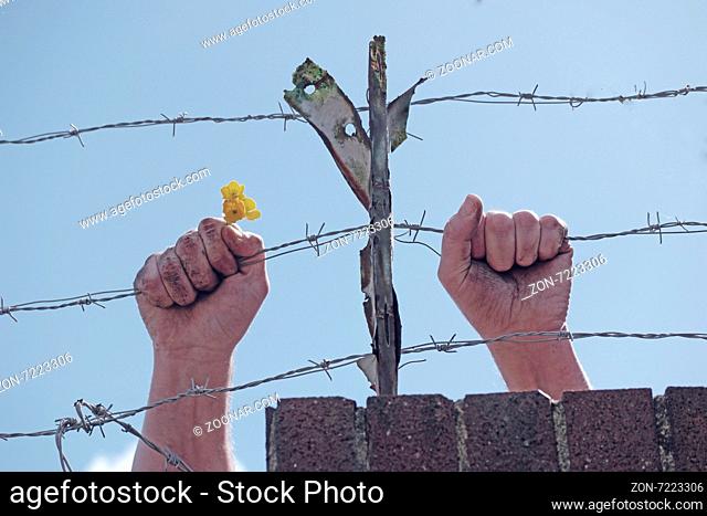 Dirty hands holding a yellow flower behind a fence secured with barbed wires, against a clear blue sky, concept of human rights, peace and freedom
