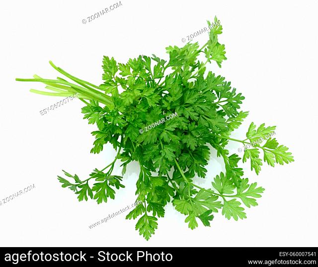 Kerbel, Anthriscus Cerefolium, ist eine wichtige Heil- und Medizinalpflanze. Das Kuechenkraut wird auch in der Frankfurter Gruene Sosse verwendet