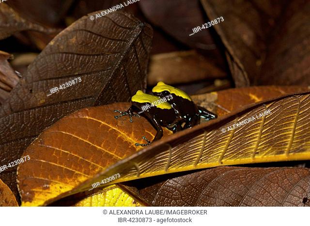 Climbing mantella (Mantella laevigata) amongst leaves, male and female mating, Nosy Mangabe, Madagascar