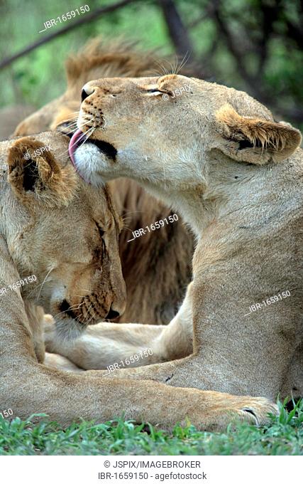 Lion (Panthera leo), two female adults, social behaviour, Sabisabi Private Game Reserve, Kruger National Park, South Africa, Africa