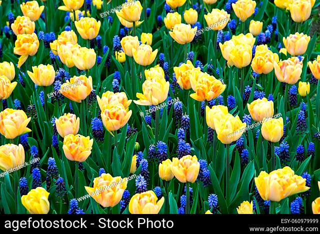 Colorful tulips in the park. Spring landscape