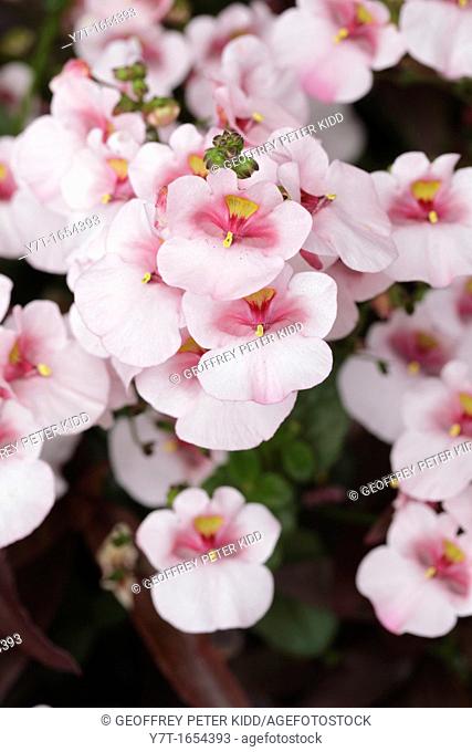 Diascia 'Juliet Pink With Eye'  summer bedding, pink, pale, pastel, flower, flowering, july, annuals, low, closeup, close-up, petals