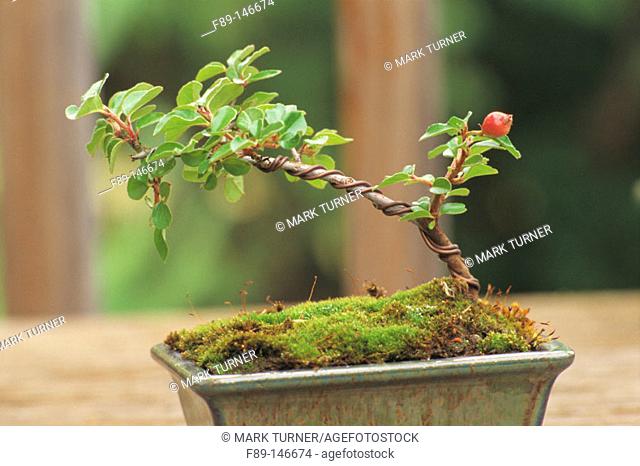 Cotoneaster 'Skogholm' bonsai
