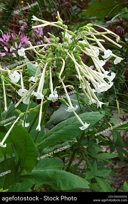 Woodland tobacco (Nicotiana sylvestris). Called Flowering tobacco and South American tobacco also