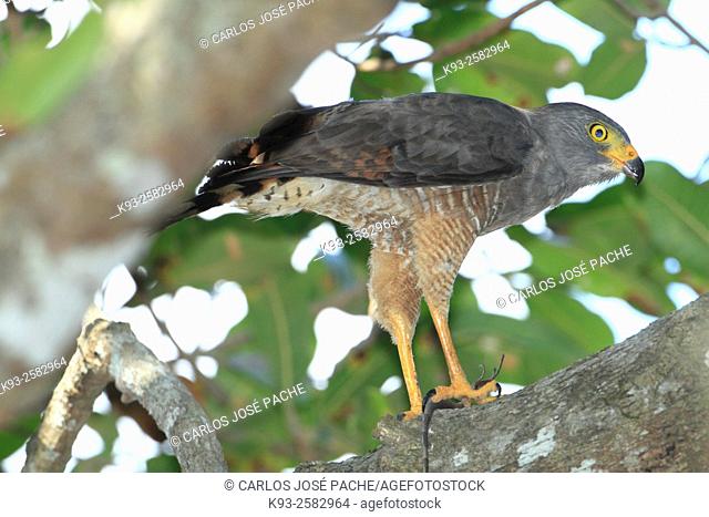 Roadside Hawk (Rupornis magnirostris), adult. Parque Nacional de Corcovado, Peninsula de Osa, Costa Rica