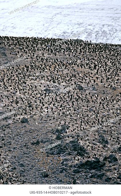 Colony of Penguins, Antarctica