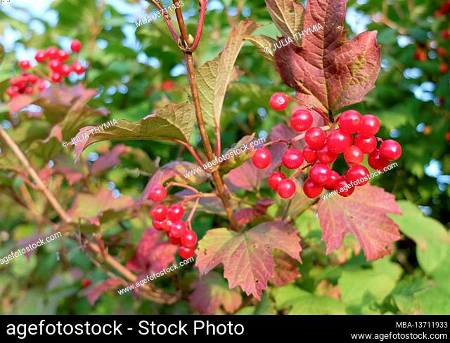 Common snowball (Viburnum opulus) with red fruits