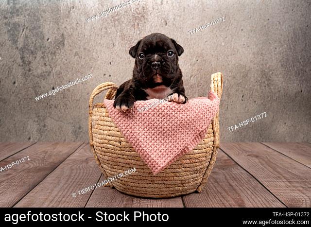 Boxer-Mongrel puppy in basket