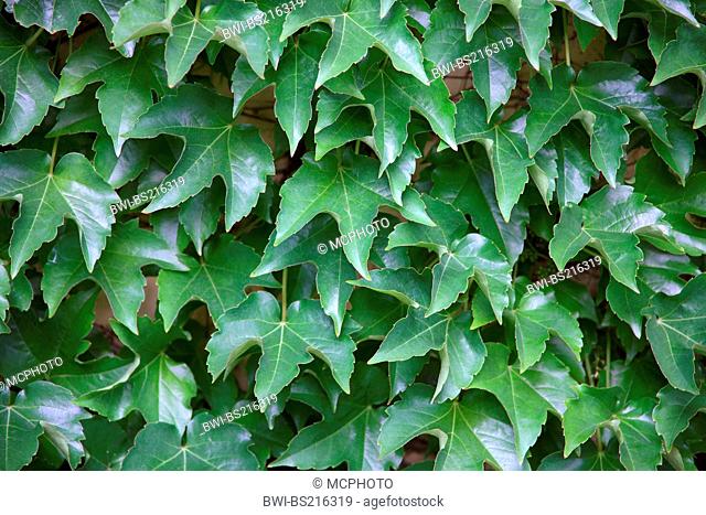 Boston ivy, Japanese creeper (Parthenocissus tricuspidata), leaves